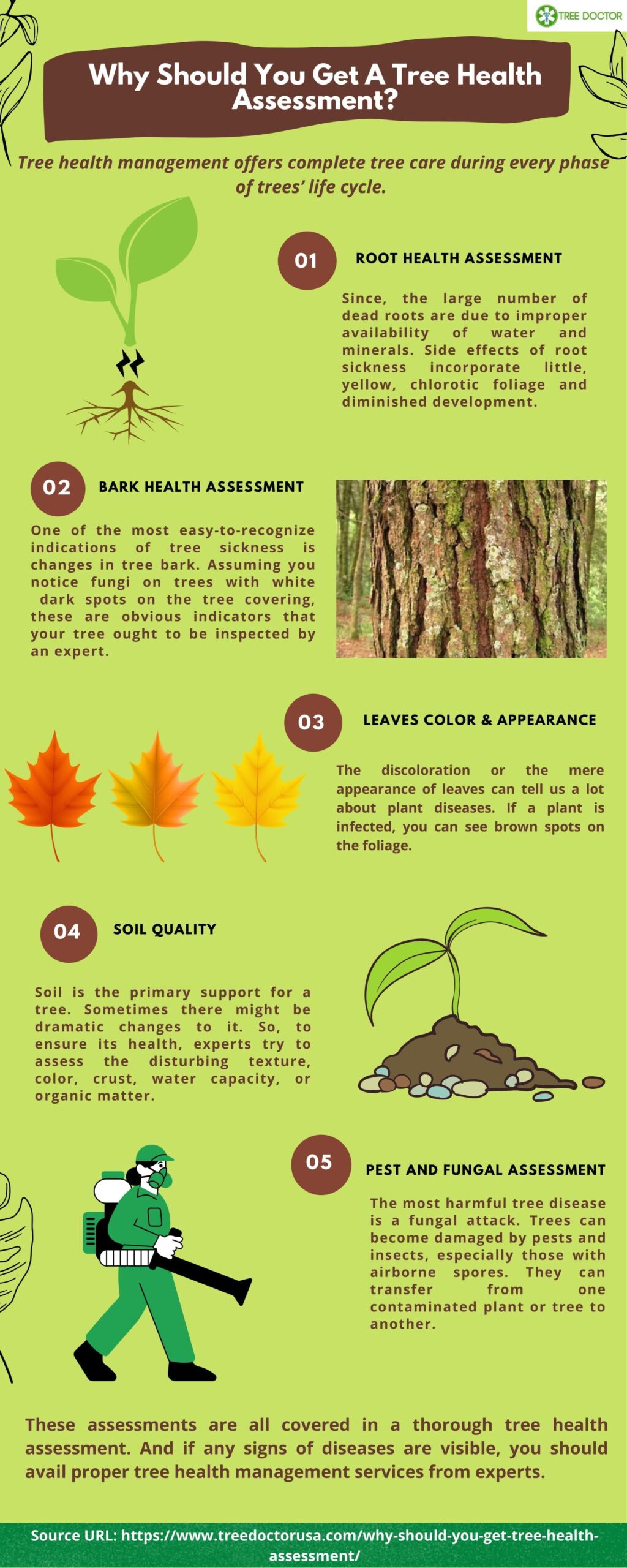 Tree Health Assessment: Why It Matters