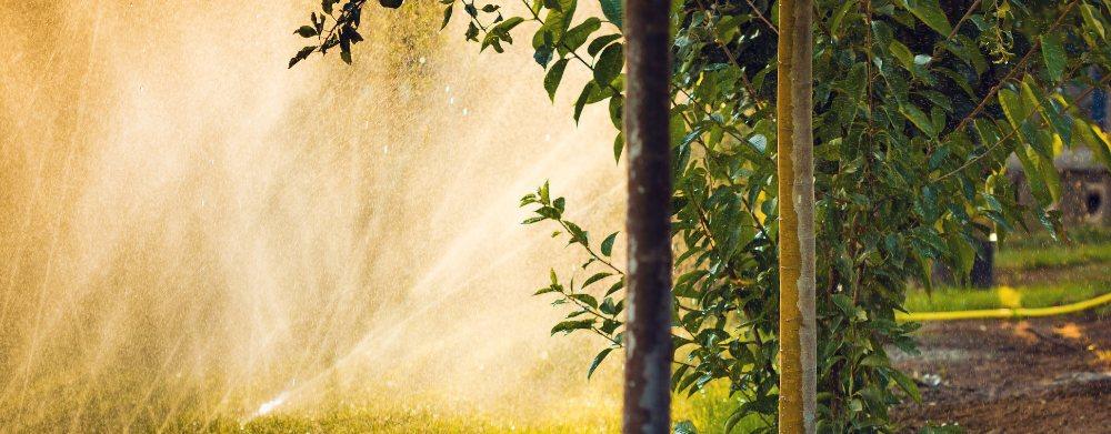 Eco-Friendly Tree Services: Saving Money and the Environment