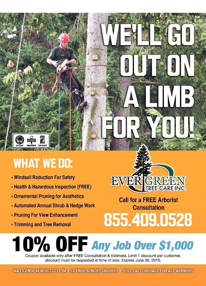 Comparing Tree Service Quotes: What to Look For