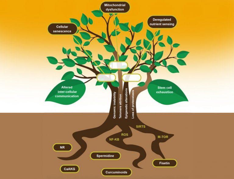The ‍Impact⁤ of Environmental Factors on Tree longevity