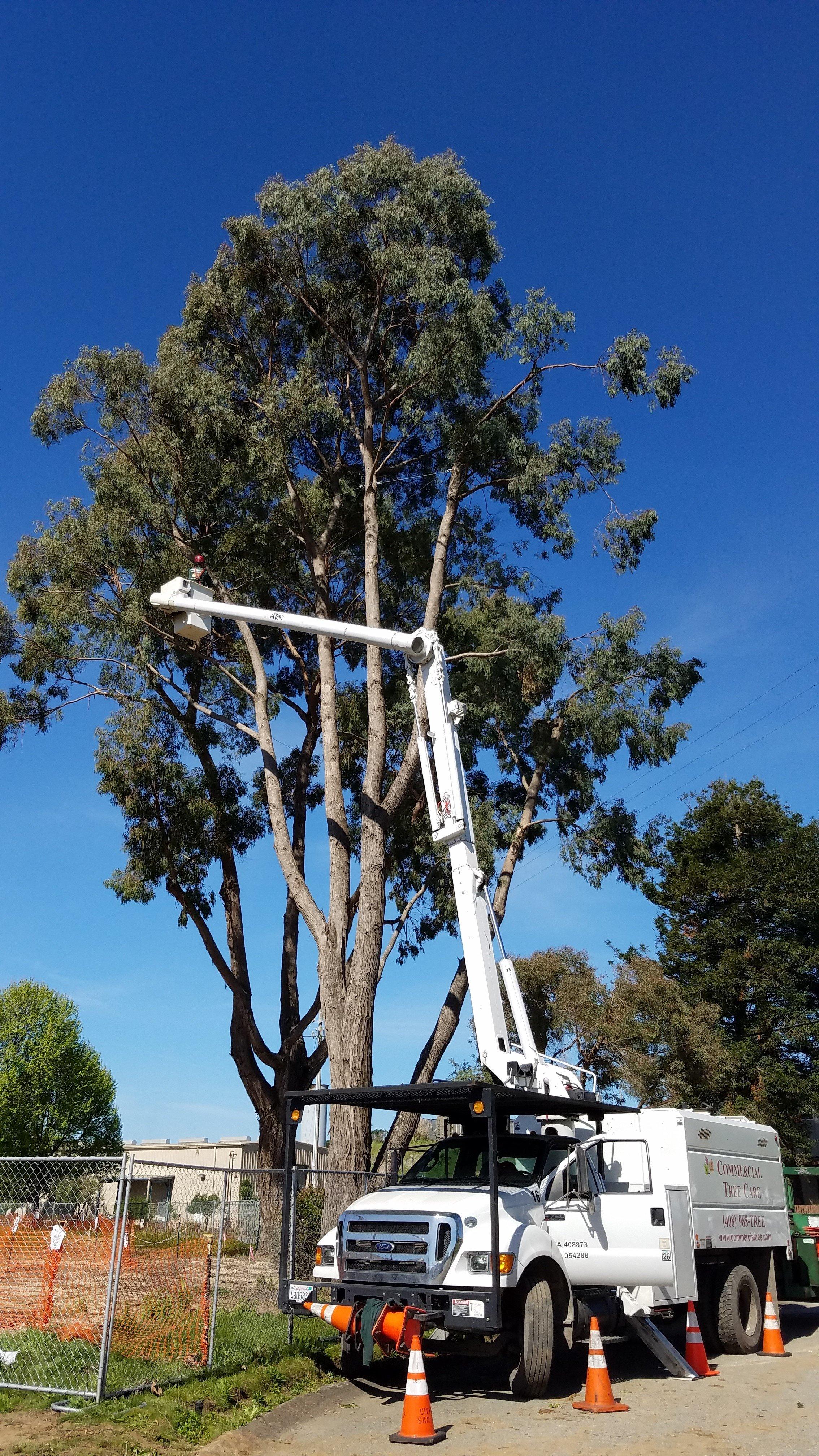 Exploring the Importance of Commercial Tree Services for Business Landscapes