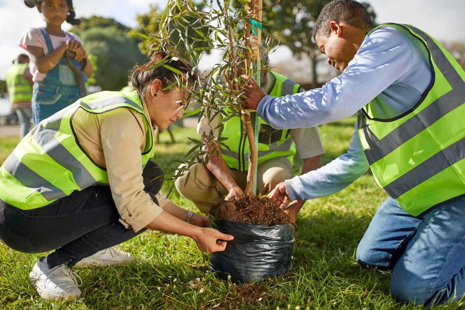 Tips for Selecting a Reliable ⁣Tree Planting Service Provider