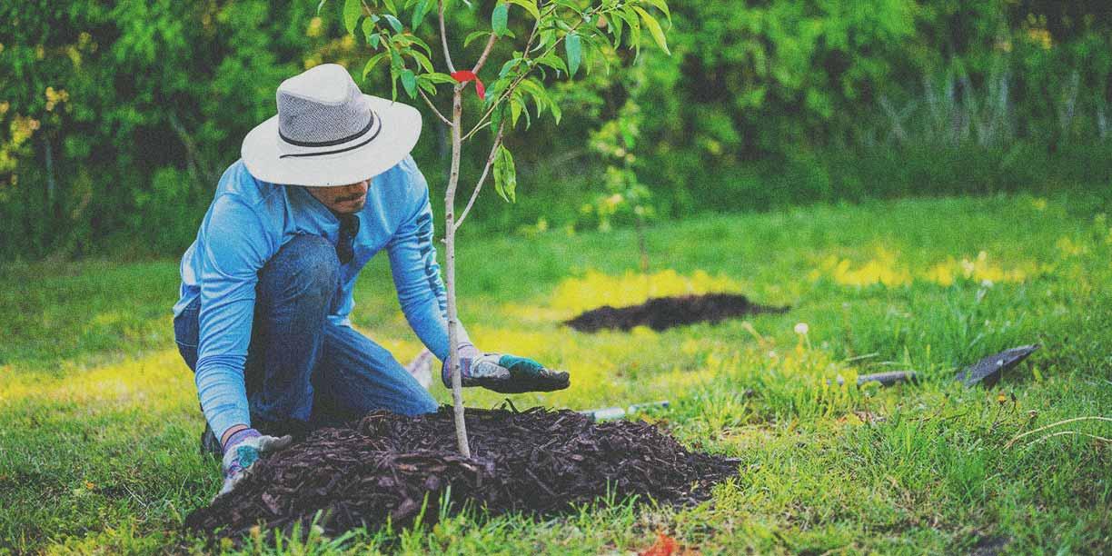 Long-term Care and Maintenance: Ensuring Your Investment Thrives