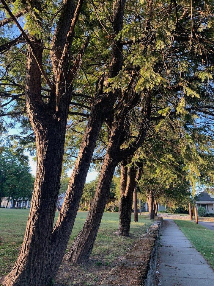 The Role ⁤of Tree Location in Determining Felling Expenses