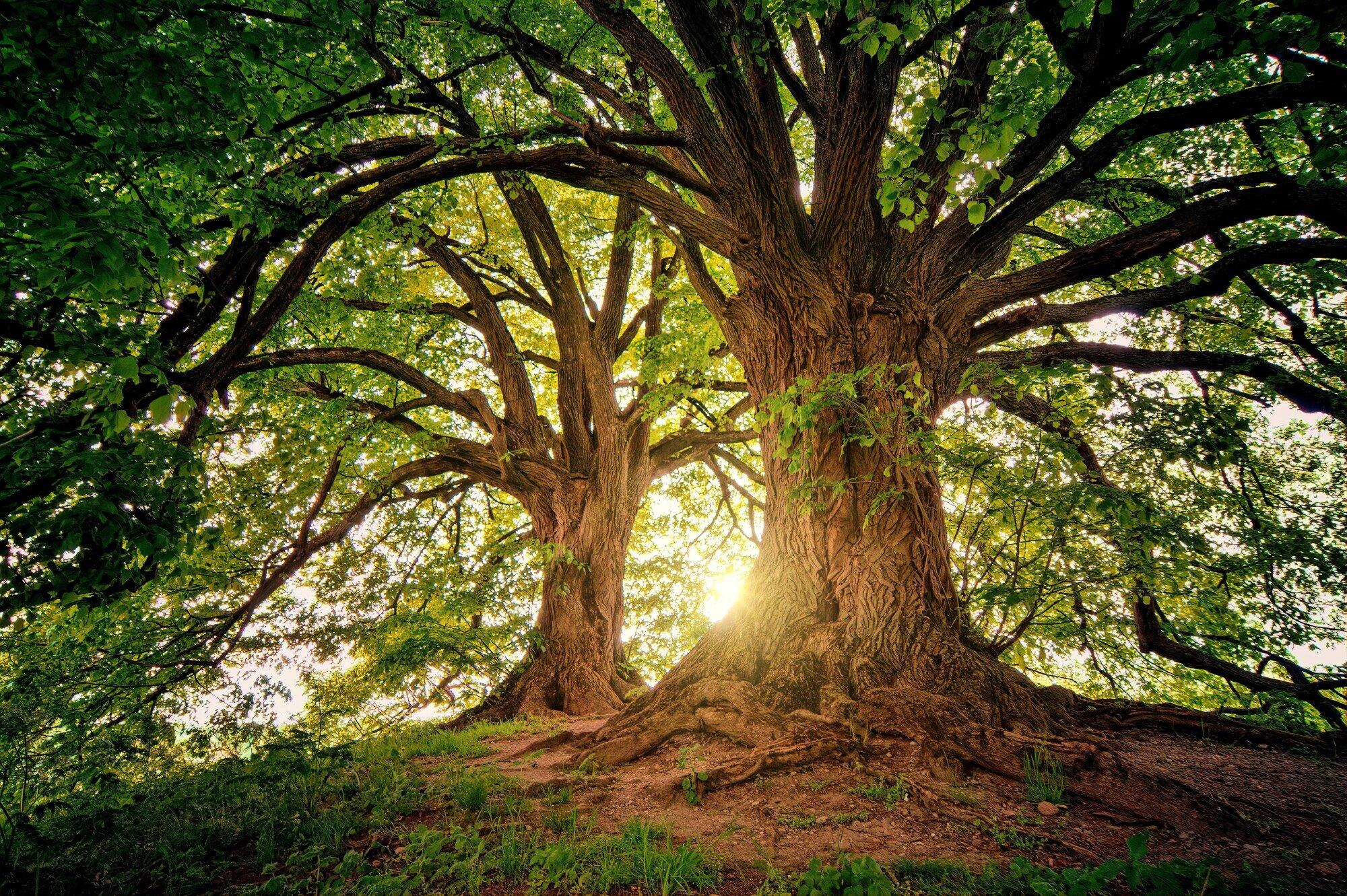 Choosing the Right Type of Trees for Your Landscape and climate