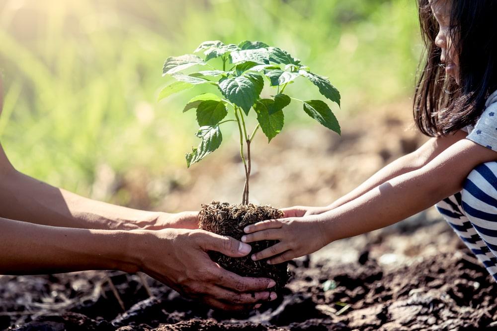 Exploring the Environmental and Economic Benefits of Planting Trees