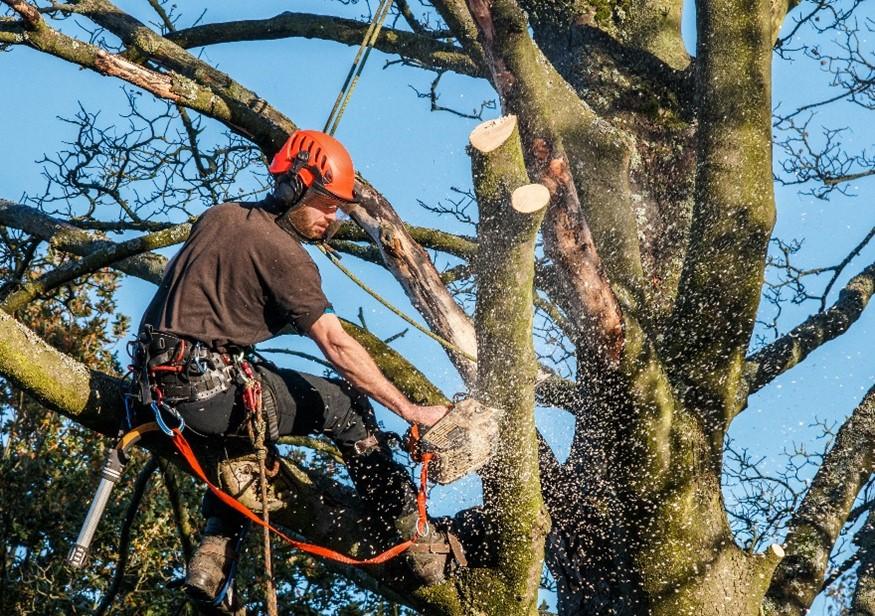 Prioritizing⁣ Safety ‌and⁢ Sustainability in​ Tree Removal Practices