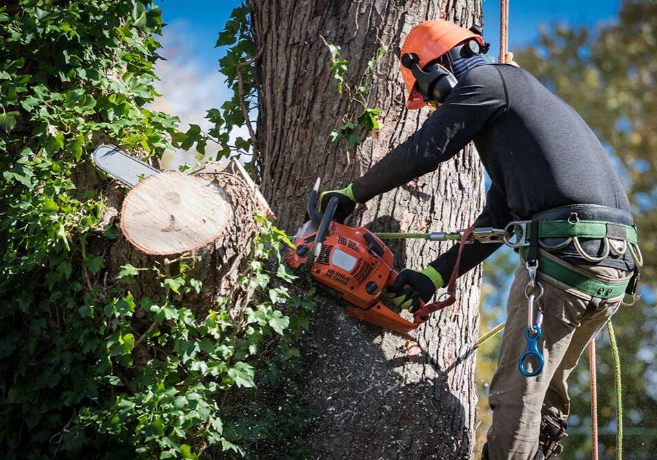 Negotiation Tips to Secure the best Deals on ⁤Tree Services