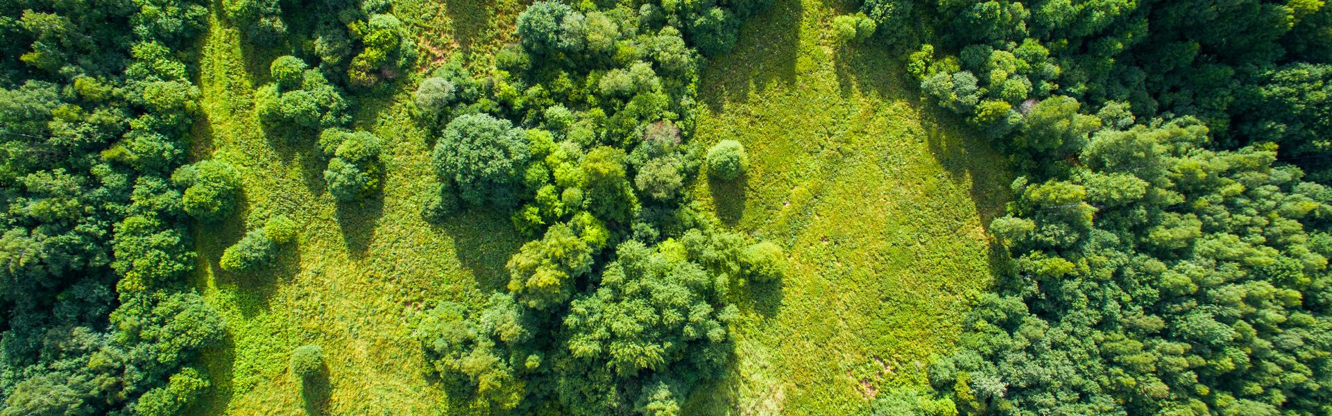 Environmental Benefits: The Value of ⁢Sustainable Tree ⁣Management​ Practices