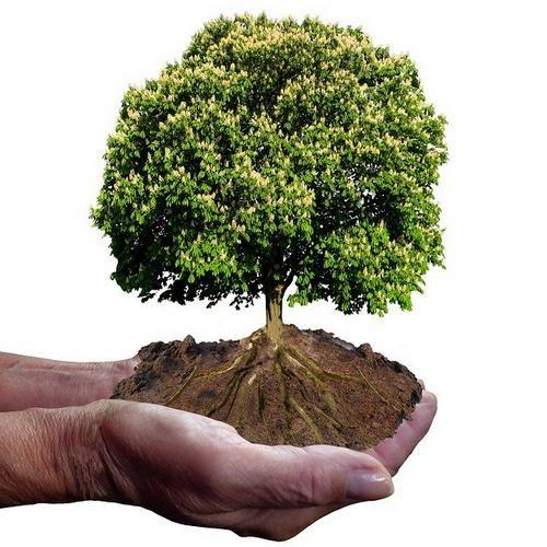 Key Indicators of Tree Health: What to Look For