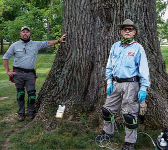 Evaluating Credentials and Experience of Tree Service providers