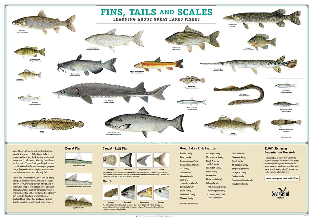 Understanding Species specificities and Their Effect on Pricing