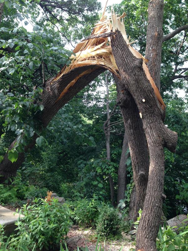Understanding the Impact of⁣ Storm-Damaged Trees on Your ⁣Property