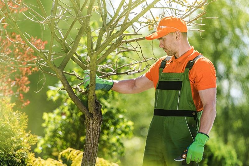 Choosing‍ the Right Provider: Key Factors for ⁤Selecting⁢ Affordable Tree Services