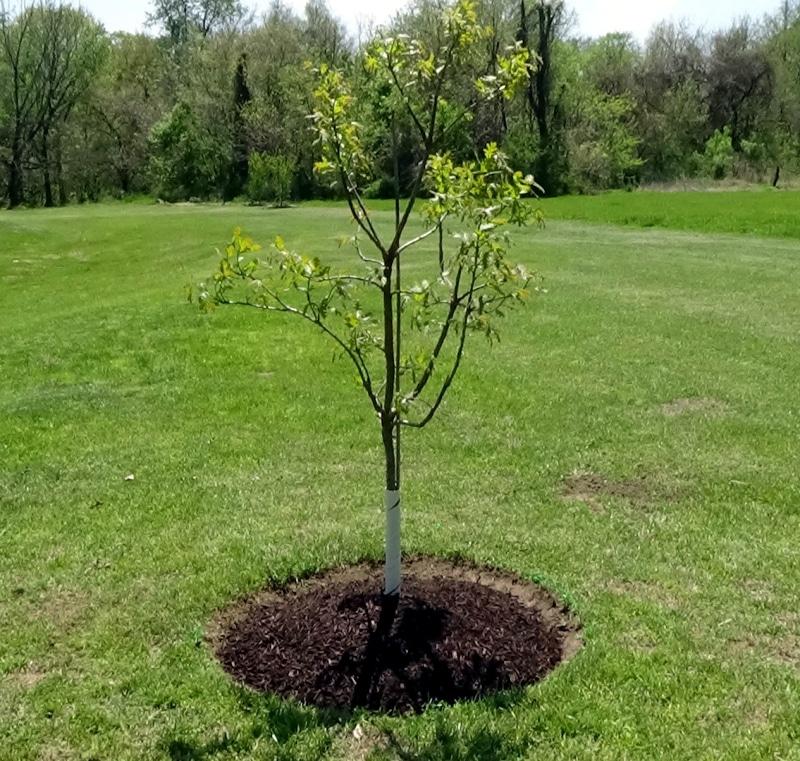 Understanding the Costs of Professional tree Planting Services