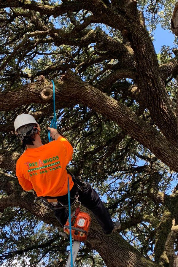 Exploring Local Resources for Budget-Friendly Tree⁢ Care