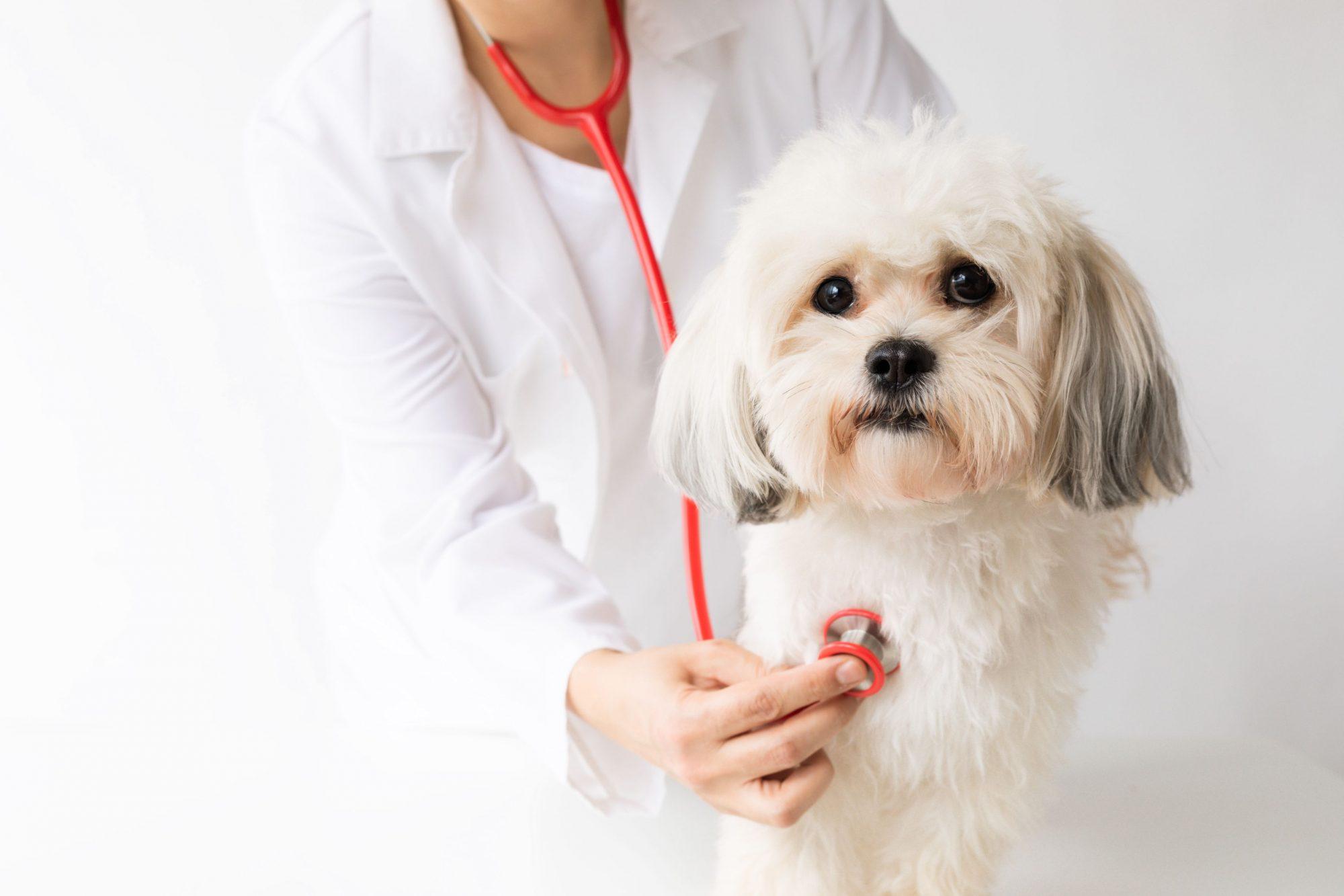 Making an Informed Decision for ⁢Your ‍Pet's Health