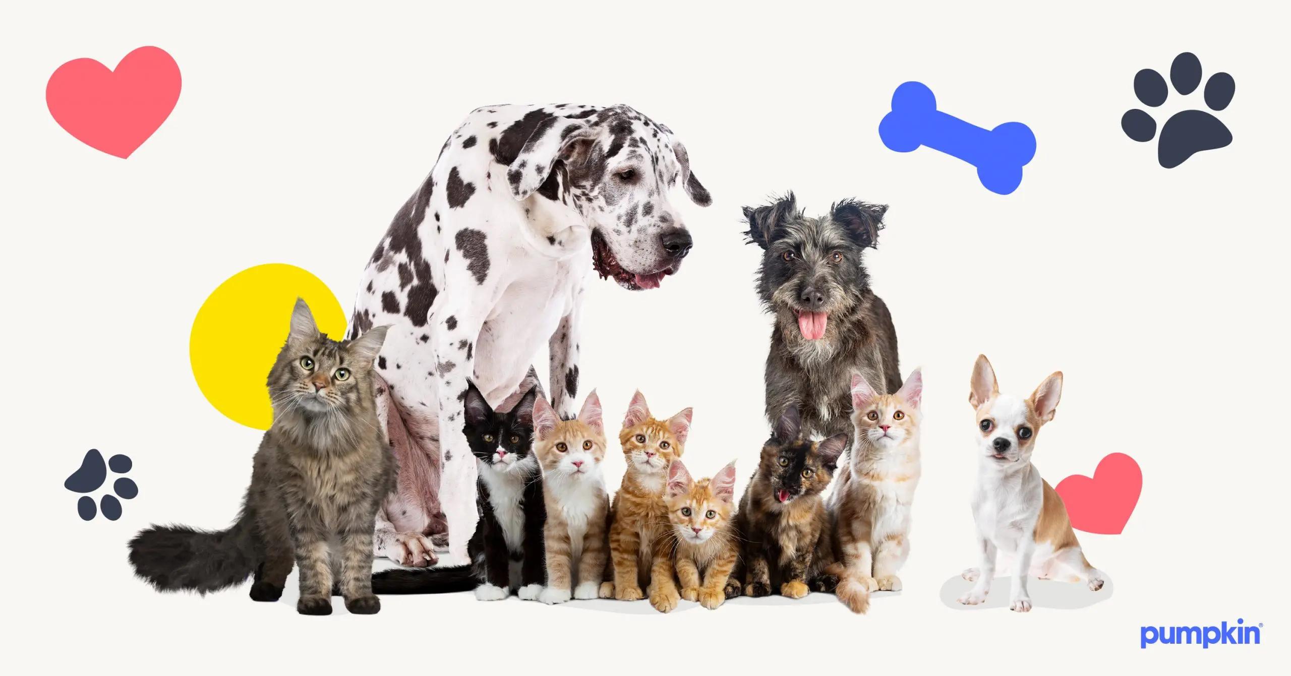 Real-Life Stories: How Pet Insurance Made a Difference