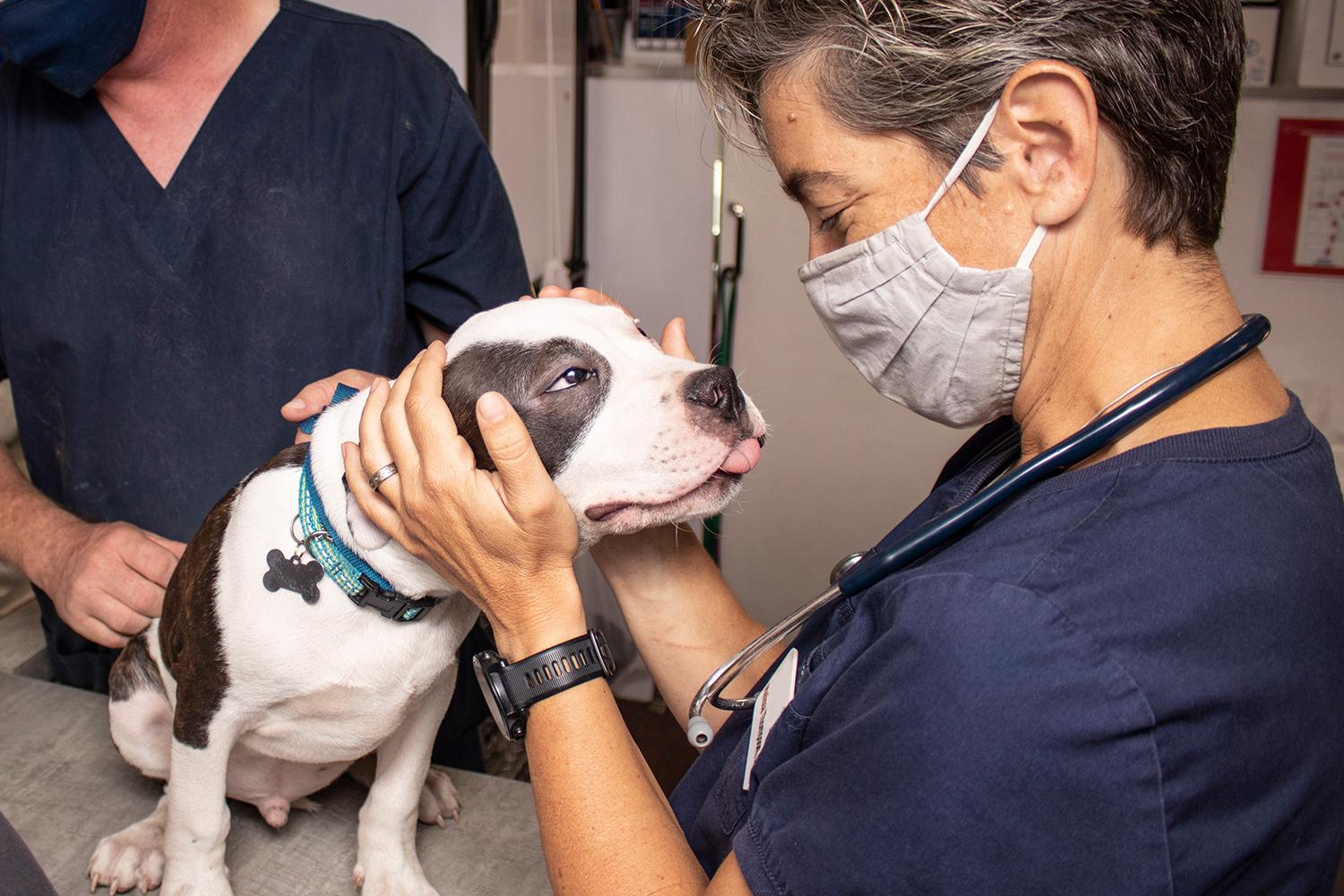 Access to a Wider Range of Veterinary Services