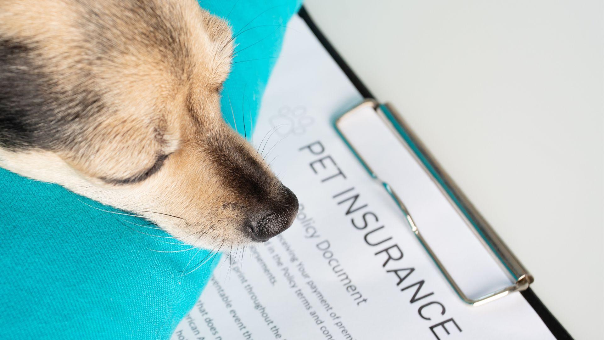 Taking‍ the First Steps to insure Your Furry‌ Friend